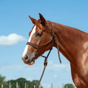 TKCAS/HTR--Brown Halter Rope w/Lead & Braided Mule Tape